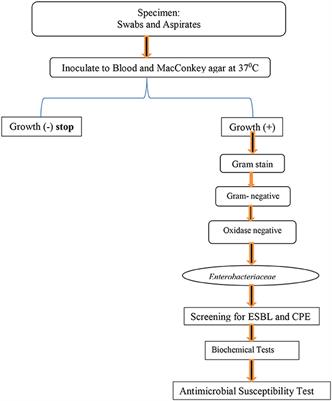 Extended-spectrum β-lactamase and carbapenemase producing Enterobacteriaceae among patients suspected with surgical site infection at Hospitals in Southern Ethiopia